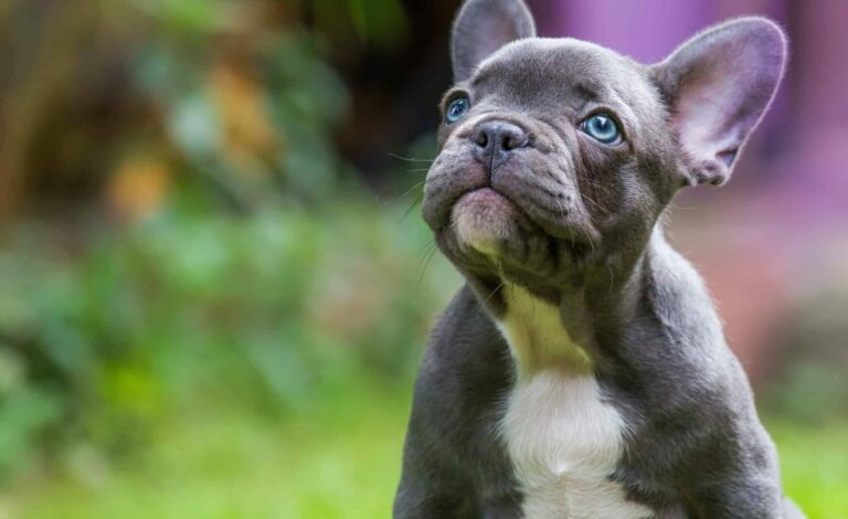 How Much Do French Bulldogs Cost?