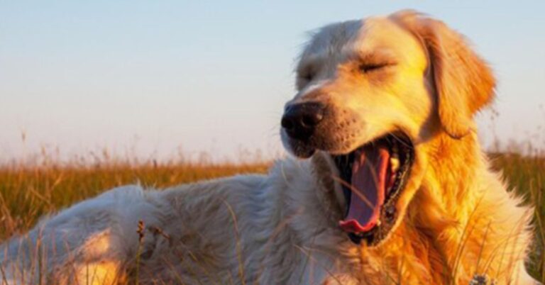 red golden retriever