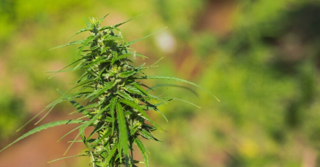 Stunning How Much Weed Can One Plant Produce Capture in HD Stunning How Much Weed Can One Plant Produce Capture in HD