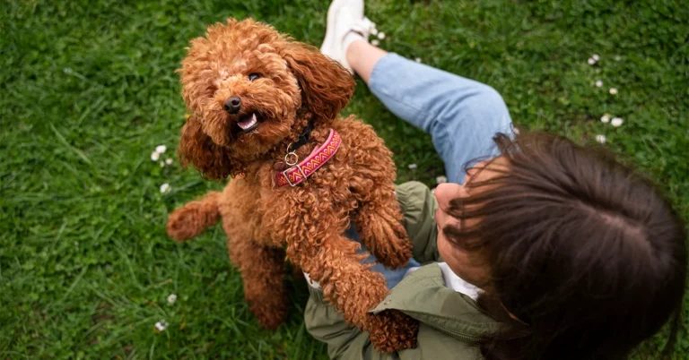 moyen poodle
