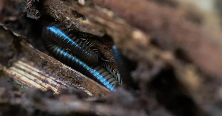 dehumidifier for centipedes