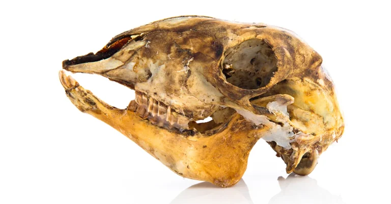 hippo skull