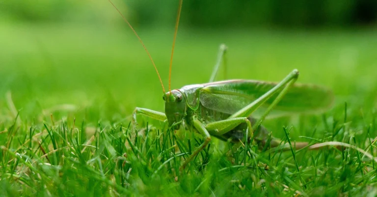 are grasshoppers good luck