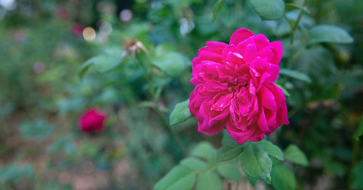 Cabbage Rose Plant: A Blooming Beauty For Any Garden